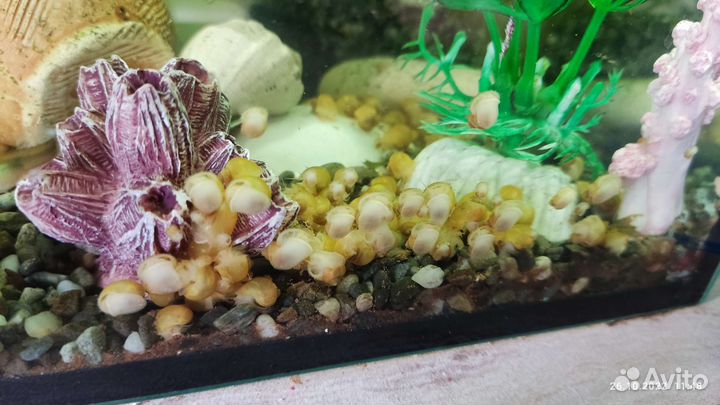Сомики анциструсы и улитки Ампулярии желтые
