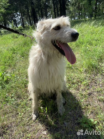 Собака с самыми красивыми глазами ищет дом