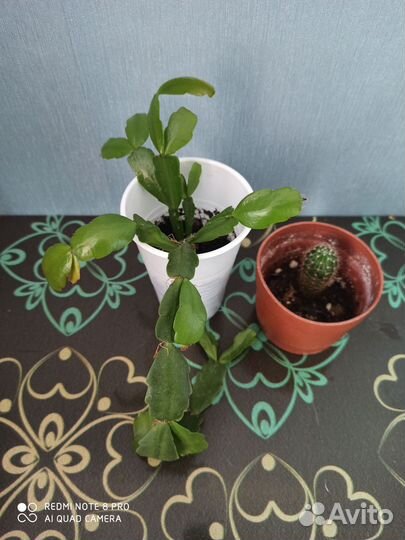 Комнатные цветы: декабрист и кактус