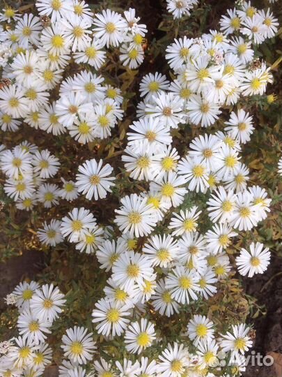 Астра (сентябринки многолетние)