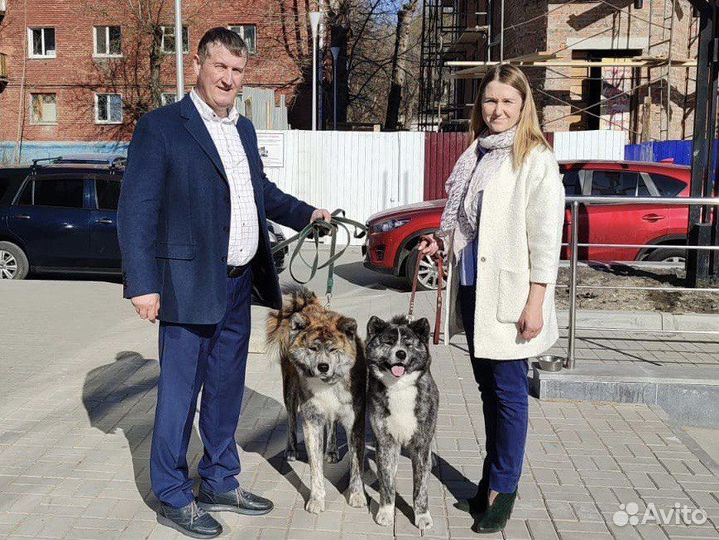 Щенки Акита