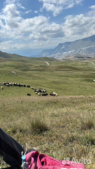 Бараны ярки