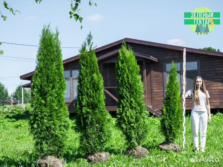 Туя смарагд 160 см