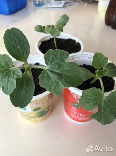 Рассада арбуза и дыни,тыквы мускатной