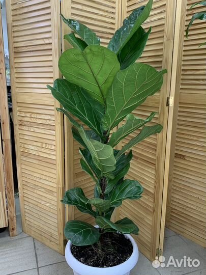 Фикус Лирата 160 см