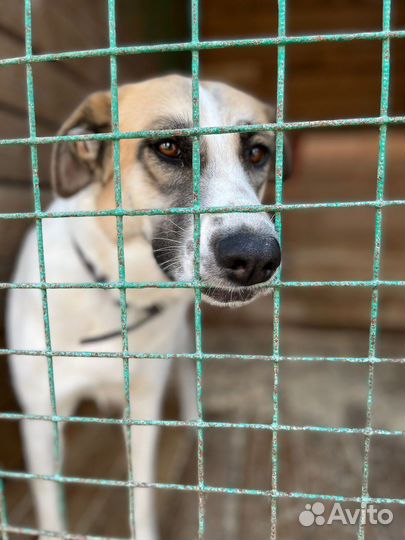 Бывшедомашняя нежная Скарлетт ищет новый дом