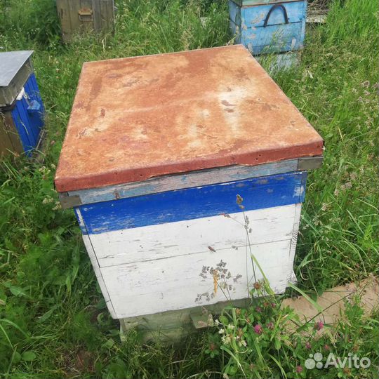 Пчелы улья пасеку