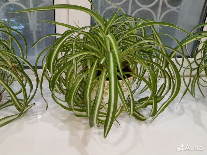 Хлорофитум