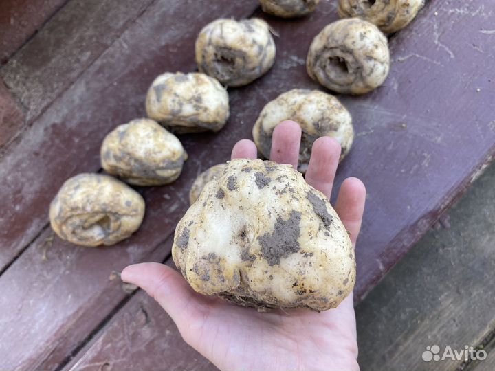 Рябчик императорский