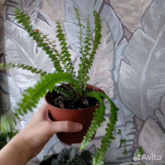 Папоротник нефролепис