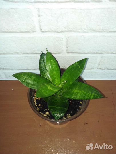 Комнатные цветы