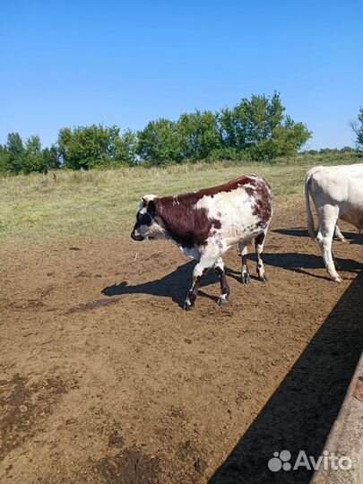 Телята бычки от 6 мес