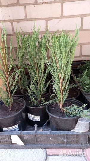 Туя,Ель,Можжевельник