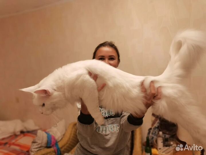 Котята мейн-кун