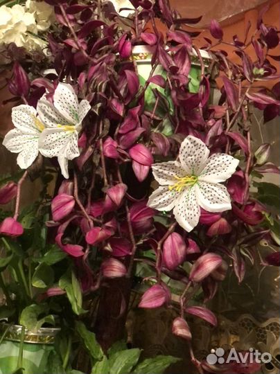 Комнатные растения