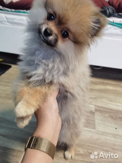 Померанский шпиц