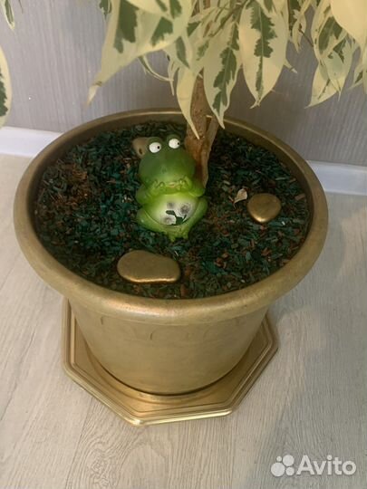 Бенджамина