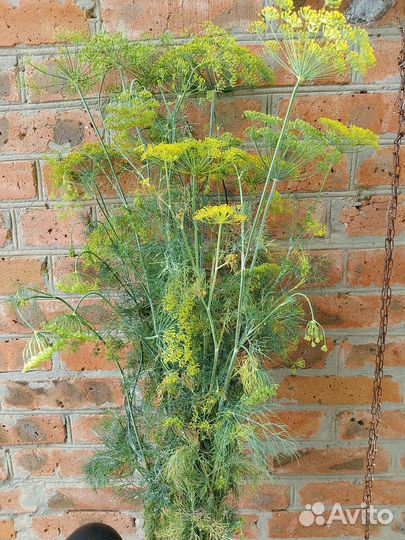 Укроп,петрушка,хрен, свежий,сухой,семена