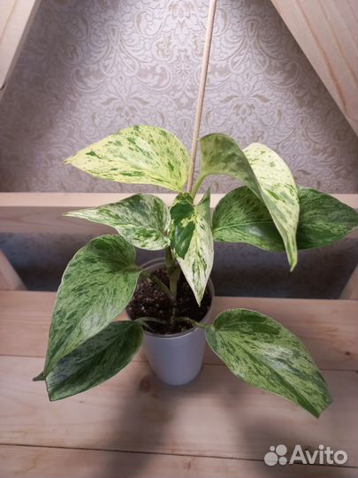 Эпипремнум марбл квин