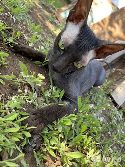 Донской сфинкс