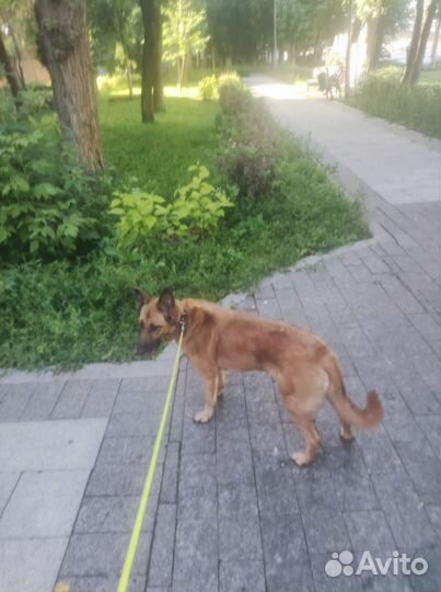 Собака дворняга 6 лет