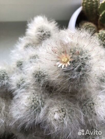 Пушистый кактус (отростки)