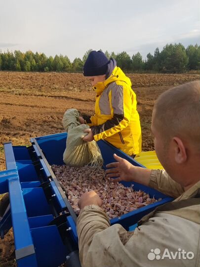 Чеснок семенной