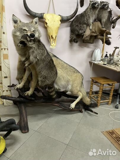 Чучело волка