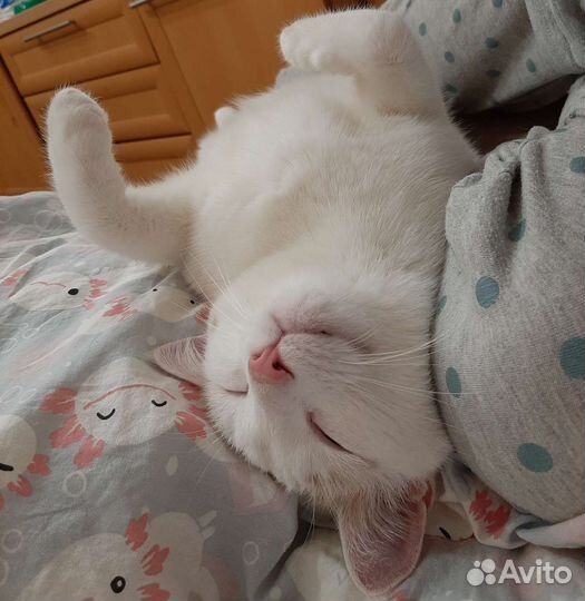 Передержка собак и кошек