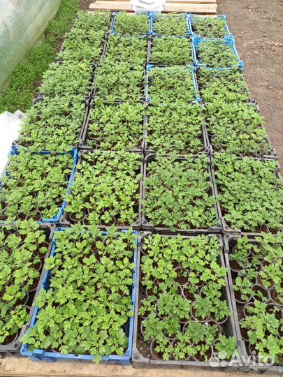 Черенки хризантемы мультифлора