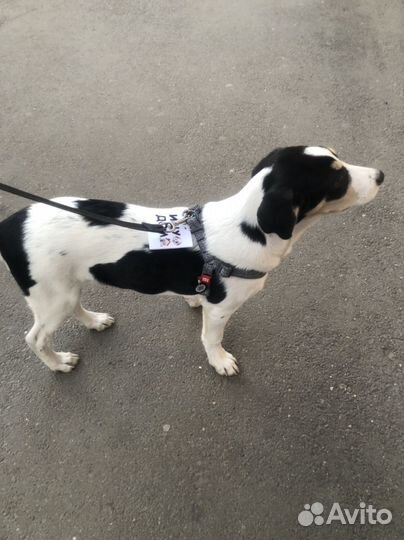 Щенок в добрые руки