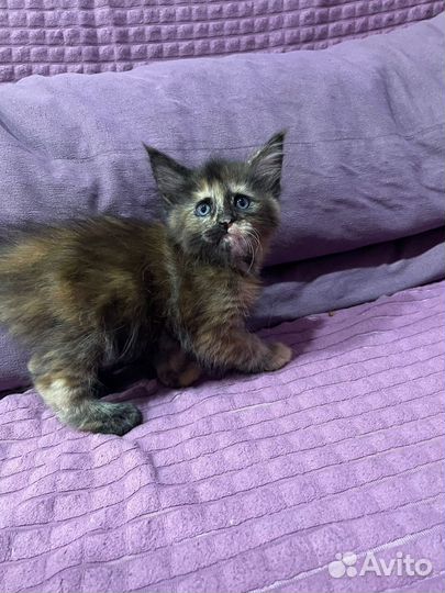 Котята мейн-кун