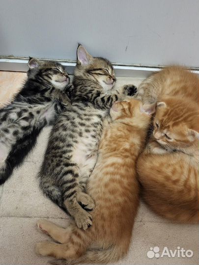 Вислоухие котята