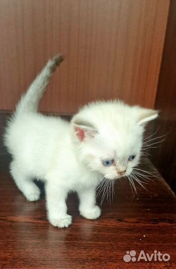 Британские котята серебристая шиншилла