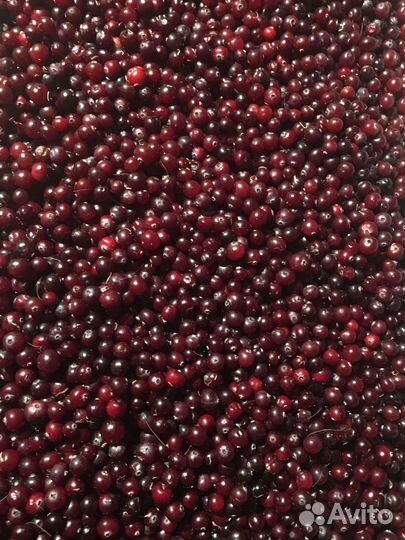 Клюква свежая