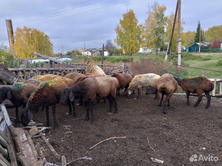Бараны курдючные на породу