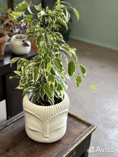 Фикус Твайлайт