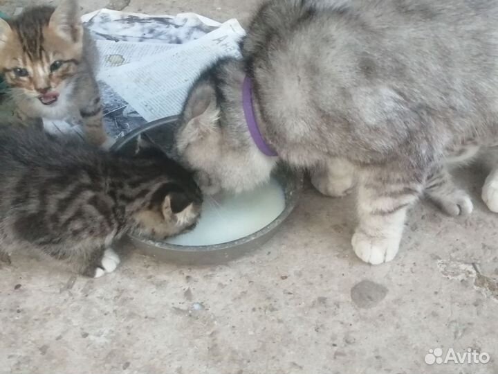 Кошка в дар