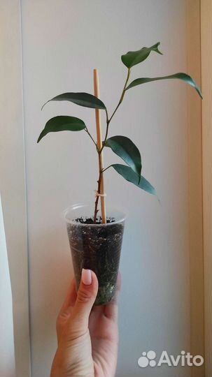 Комнатные цветы (фикусы, шеффлера)