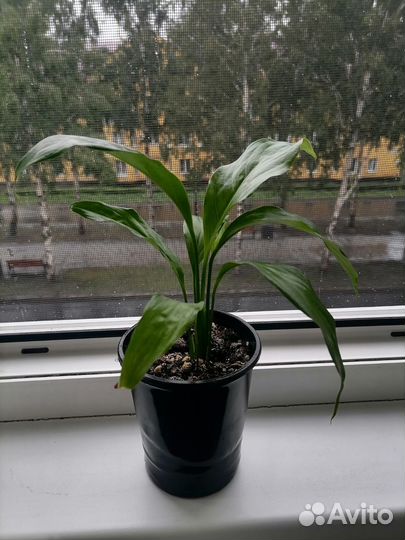 Спатифиллум