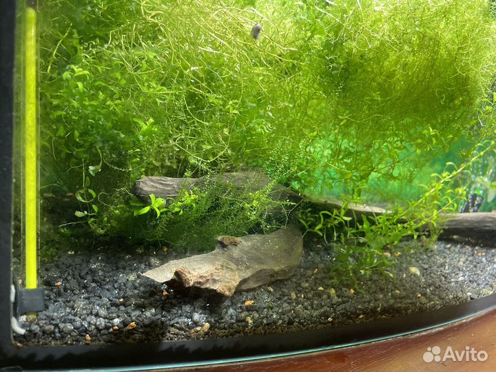 Аквариум, креветочник