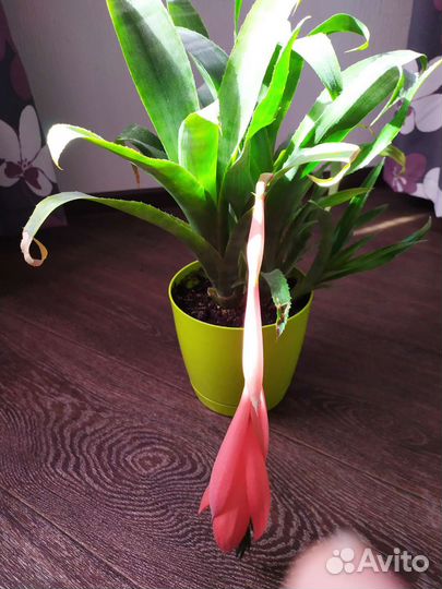 Бильбергия.Комнатное растение