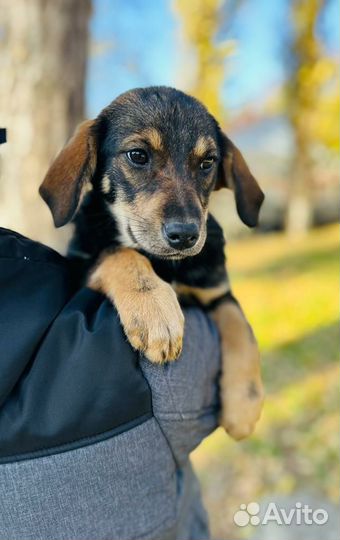 Щенки девочки