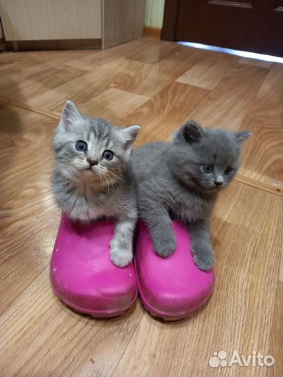 Британские котята