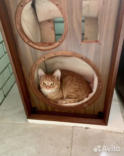 Замечательный котик в хорошие руки