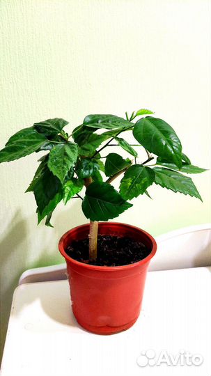 Гибискус (китайская роза)