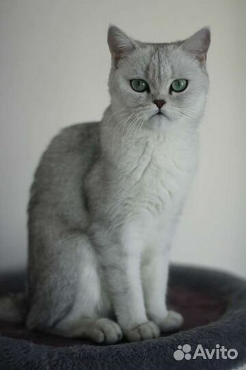 Шотландская кошка