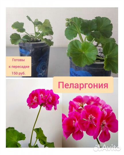 Олеандр. Герань. Пеларгонии. Рэо. Комнатные цветы