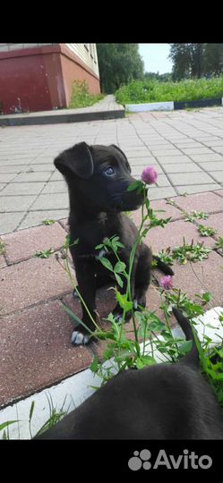 Щенок в добрые руки