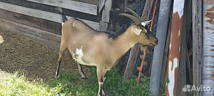 Коза дойная альпийская